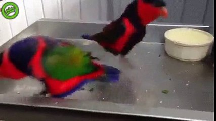 Jump Around Dumpert Birds