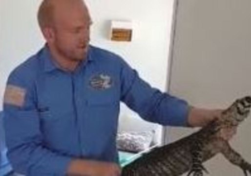 Queensland Catcher Removes Large Lizard From Under Kid's Bed