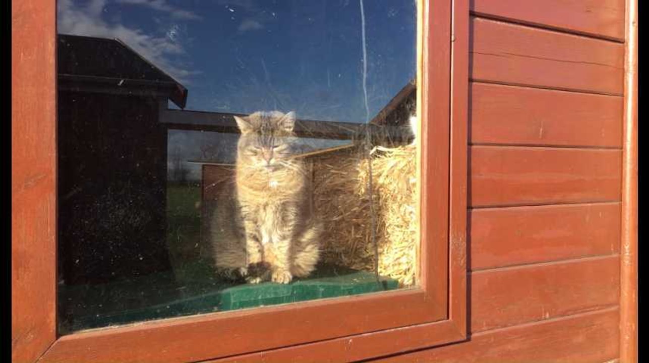 Chiens et chats ont aussi leur home et vivent heureux