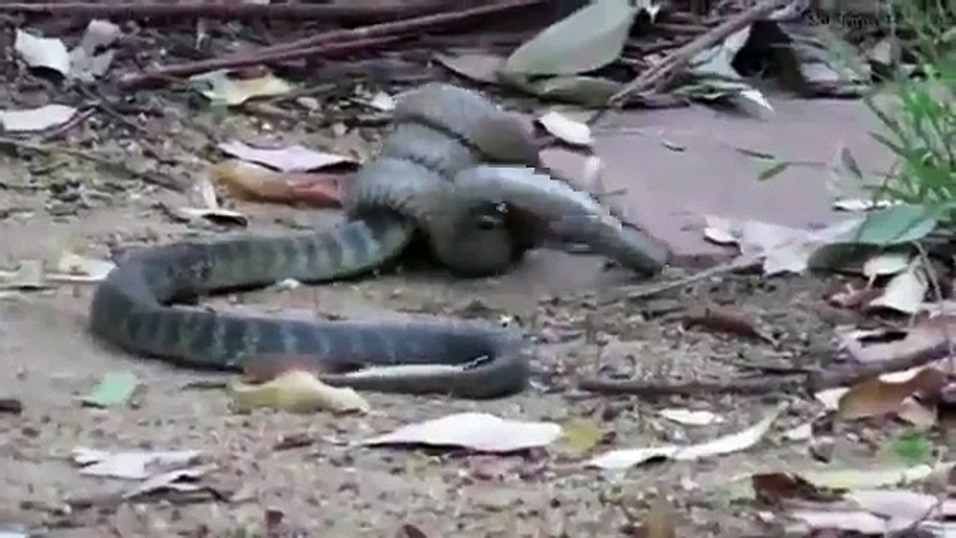 ⁣Snakes fighting