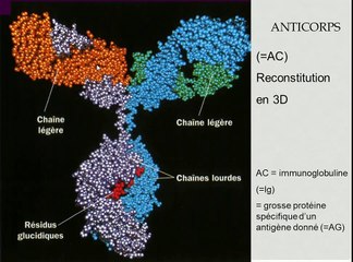 immunologie adaptative TS