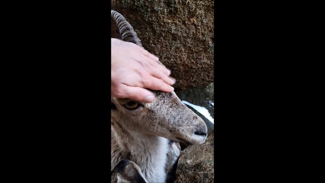 Ils sauvent une chèvre des montagnes suspendue uniquement par ses cornes