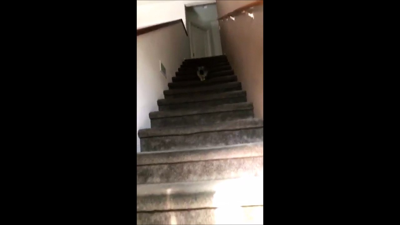 Un mignon petit chiot se rétame complètement dans l'escalier