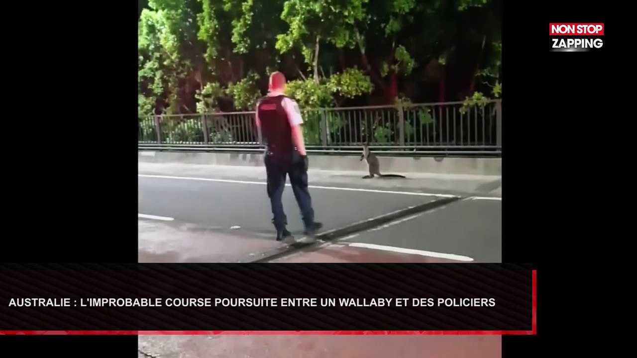 Australie : l’improbable course poursuite entre des policiers et un wallaby (Vidéo)
