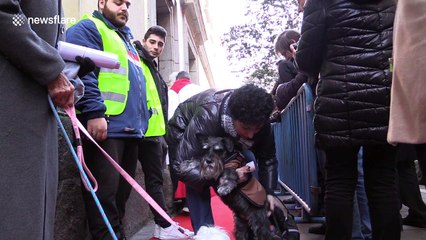 Priest blesses pets in Spanish church