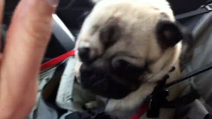 Dog Loses It After Finding Out He's At Pet Store