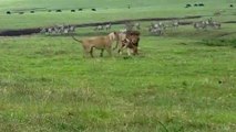 Quand un chien se met à attaquer des lions