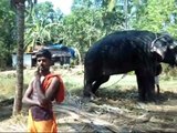 Star Elephants/popular pooram elephants in kerala pambadi Rajan mangalamkunnu Ganapathi PART 1