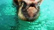 BAHAMAS: SWIMMING PIGS ISLAND IN EXUMA!