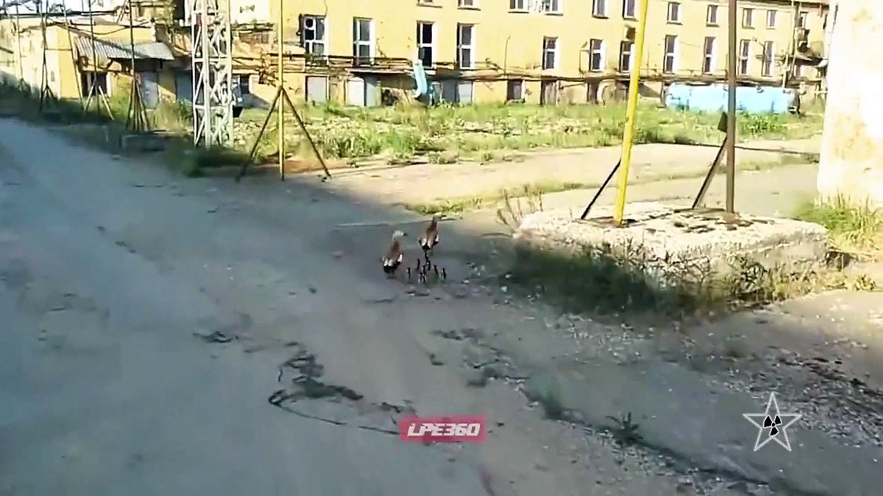 Mama Pata Furiosa "Vídeo Chistoso"
