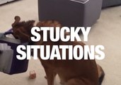 When Animals Get Stuck