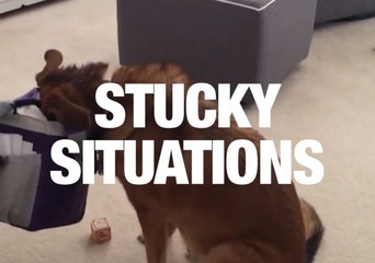 Download Video: When Animals Get Stuck