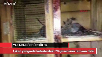 Güvercinleri yakarak telef ettiler