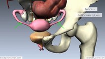 Introduction to Female Reproductive Anatomy - 3D Anatomy Tutorial