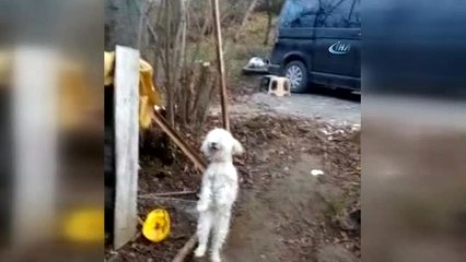 Bu Köpek Kemençe Sesine Dayanamıyor