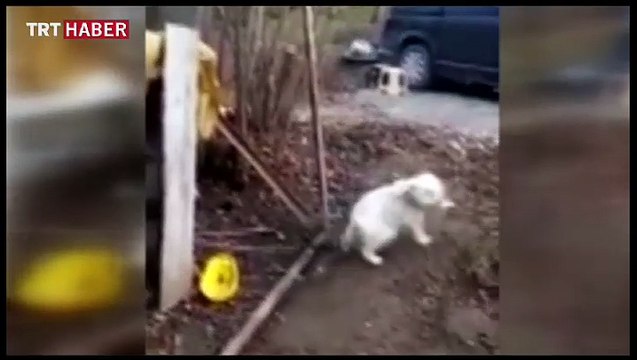 Giresun'da sevimli köpek kemençe sesini duyunca horon oynuyor