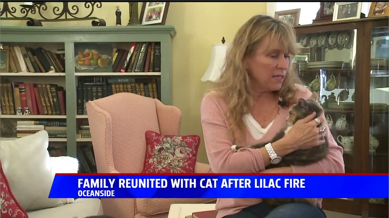 Cat 'Miraculously' Returns After Disappearing During Wildfire
