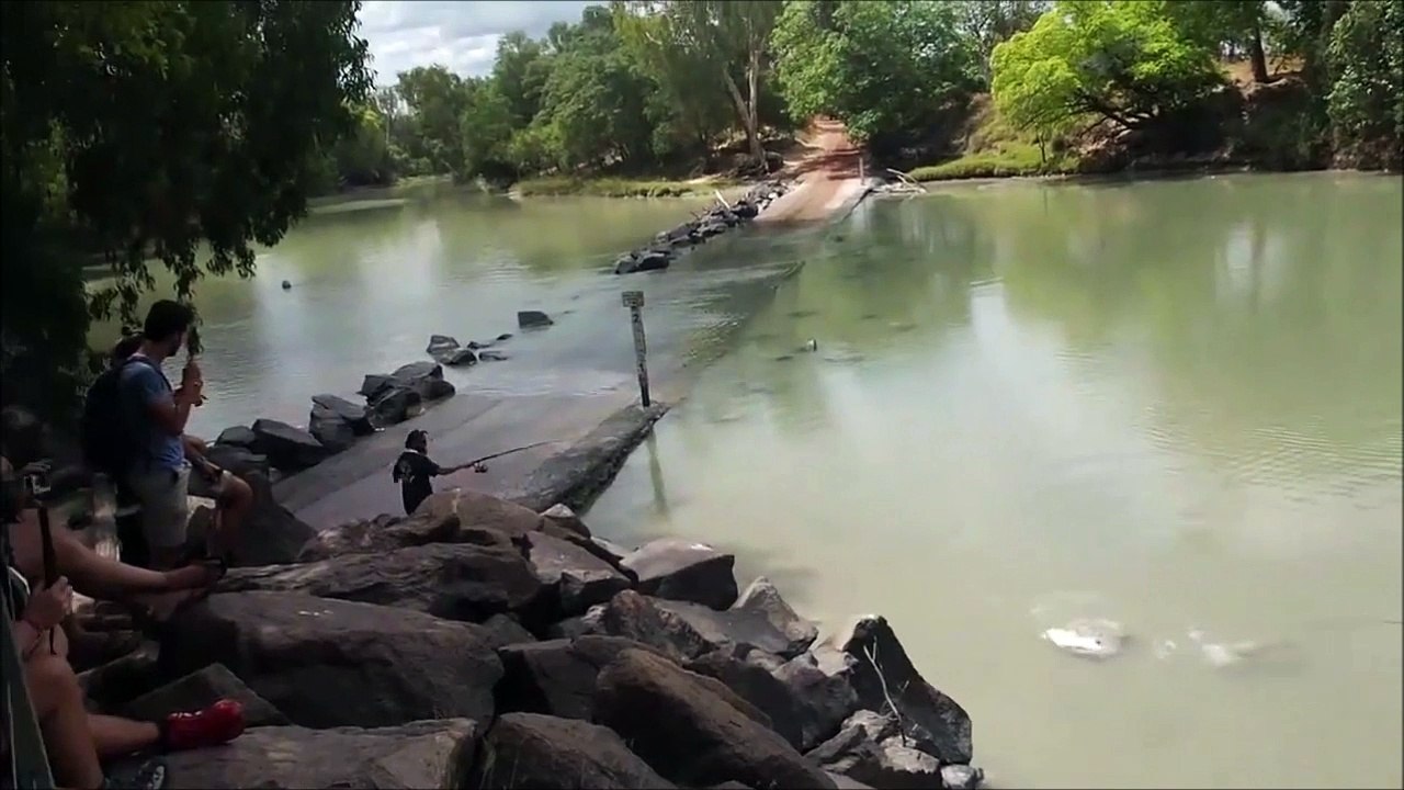 Un crocodile vient voler la prise d'un pecheur... Fainéant mais intelligent l'animal