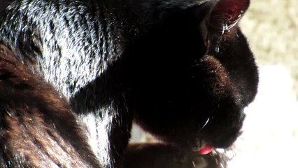 Cat Gives Herself A Bath