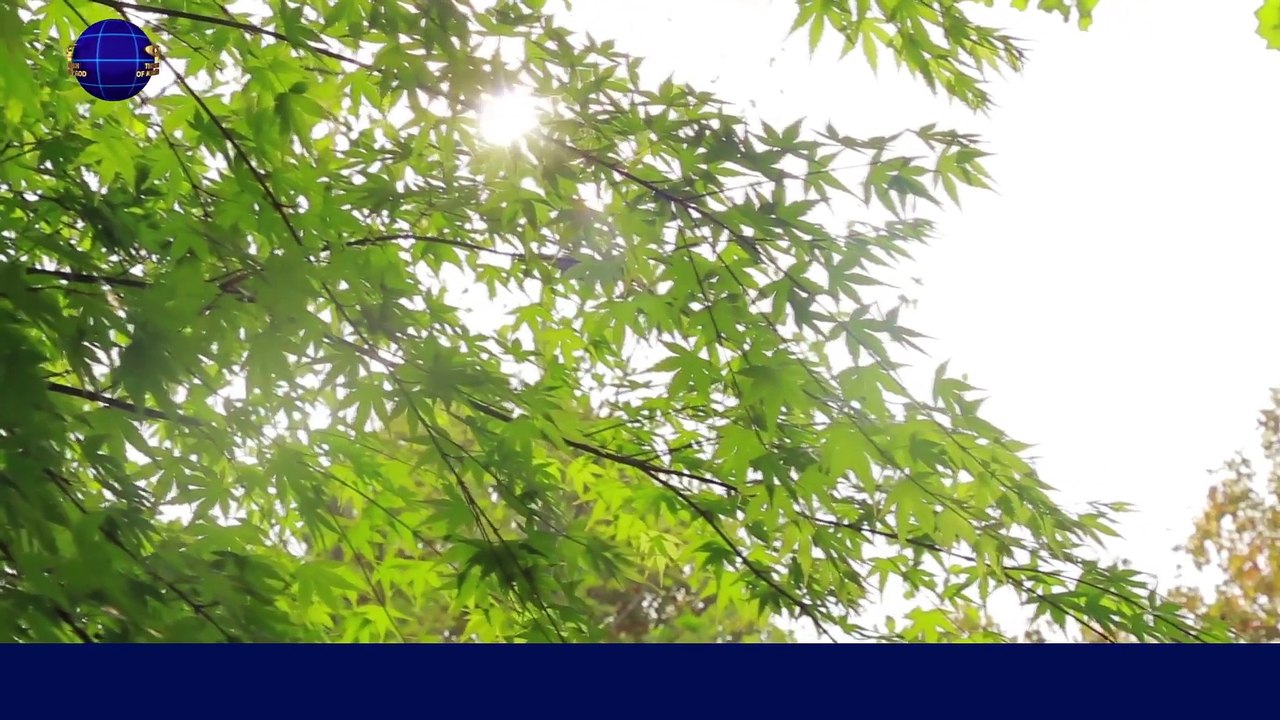 A Hymn of God's Words "The Truth Behind God's Work in the Age of Kingdom" | The Church of Almighty God