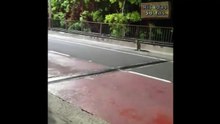 Police chase kangaroo on Sydney bridge in Australia