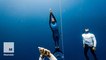 Adam Stern is a freediver, he can swim up to 300 feet underwater on a single breath