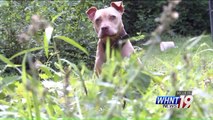 Alabama Lawmakers Draft Bill to Hold Pet Owners Liable for Dog Attacks