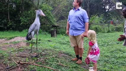 L'oiseau le plus poli de monde... Adorable