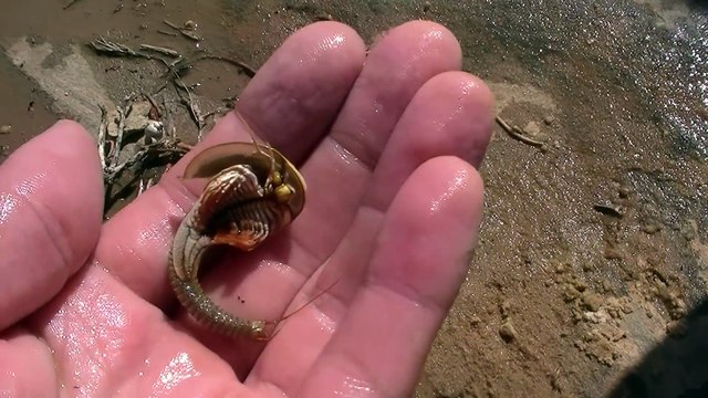 Cet animal préhistorique est à la fois adorable et terrifiant : triops