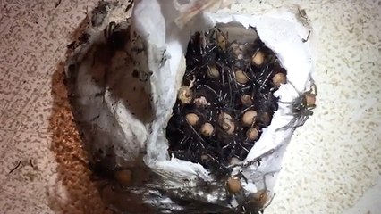 Not Your Typical Baby Video