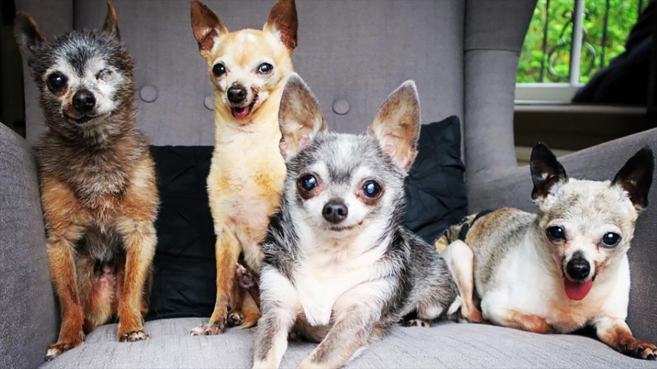 These Newly Adopted Senior Chihuahua’s Are Finally Getting The Love They Deserve