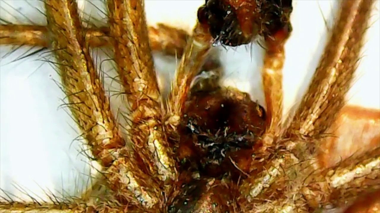 Wolf Spider Under a Microscope
