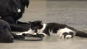 This Cat Named D-O-G Helps Train Pups To Be Service Dogs