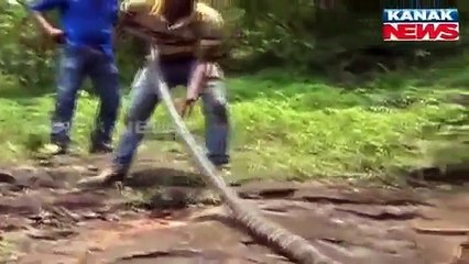 King Cobra: The Venomous Serpent 🐍