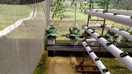 Greenhouse filled with tomato and cabbage plants