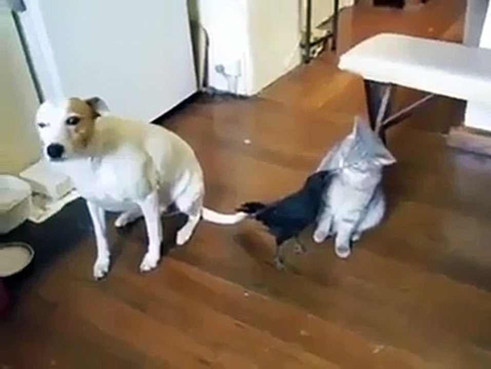 Funny Animal