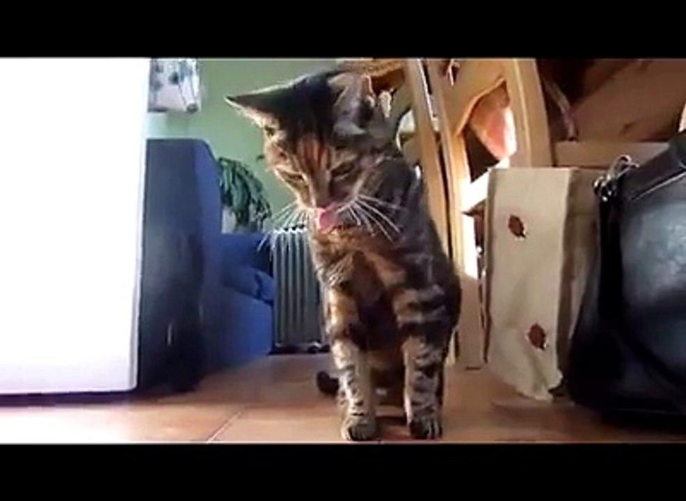 Funny Animal