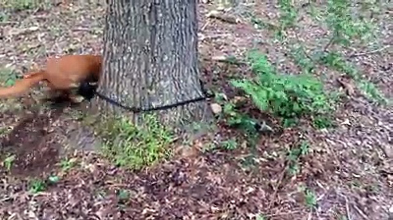 Funny Animal