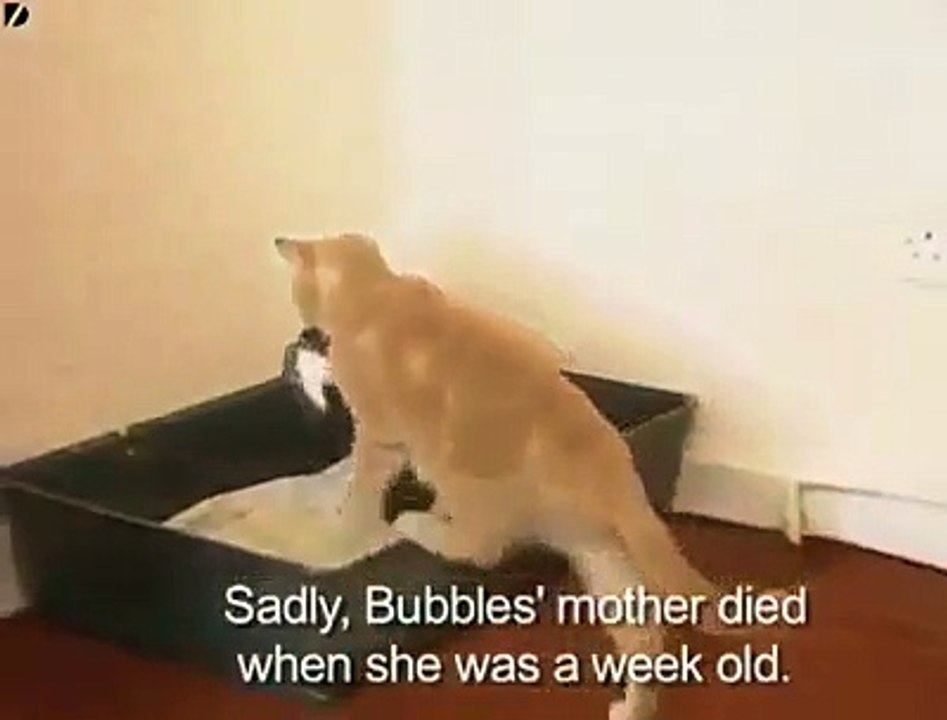 Funny Animal