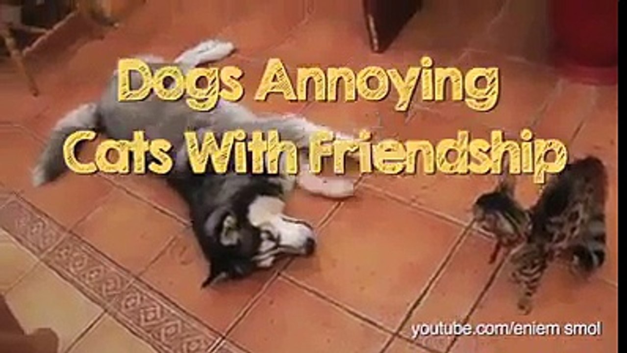 Funny Animal