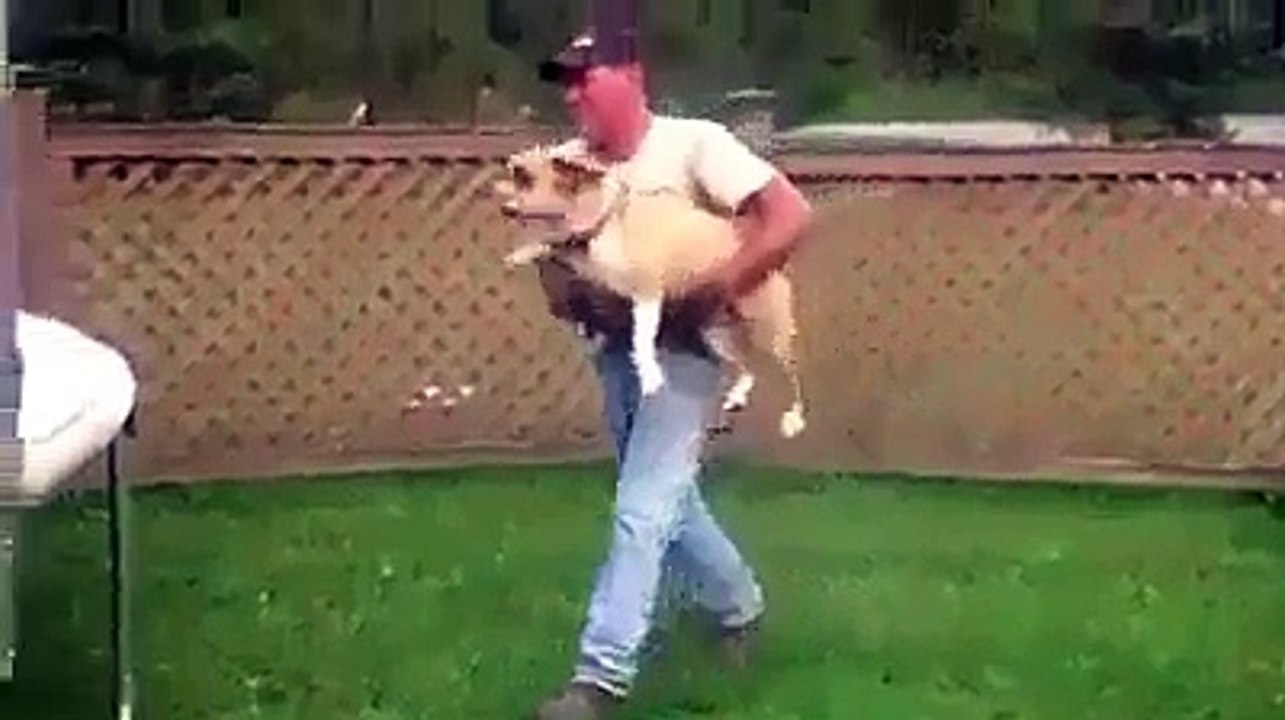 Funny Animal