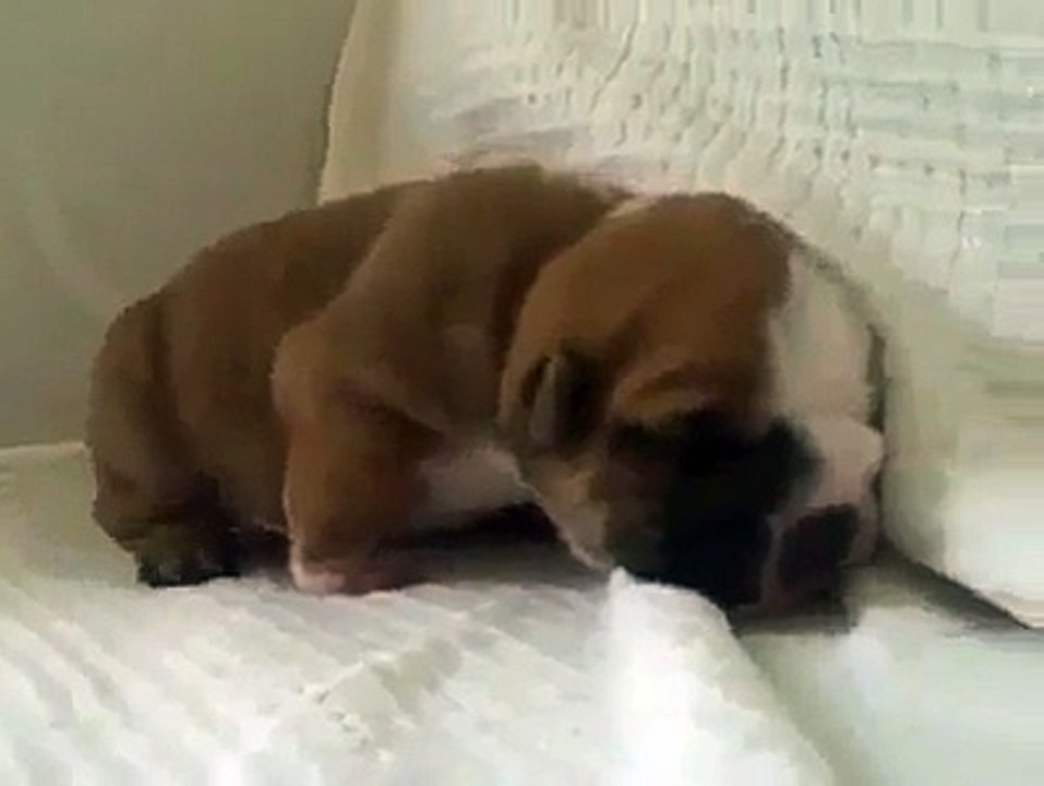 Funny Animal