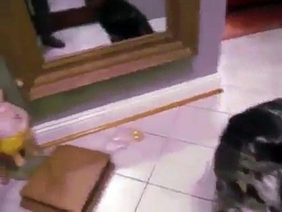 Funny Animal