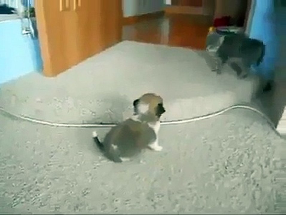Funny Animal