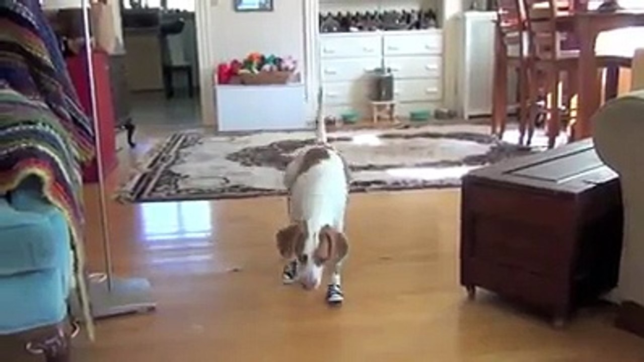 Funny Animal