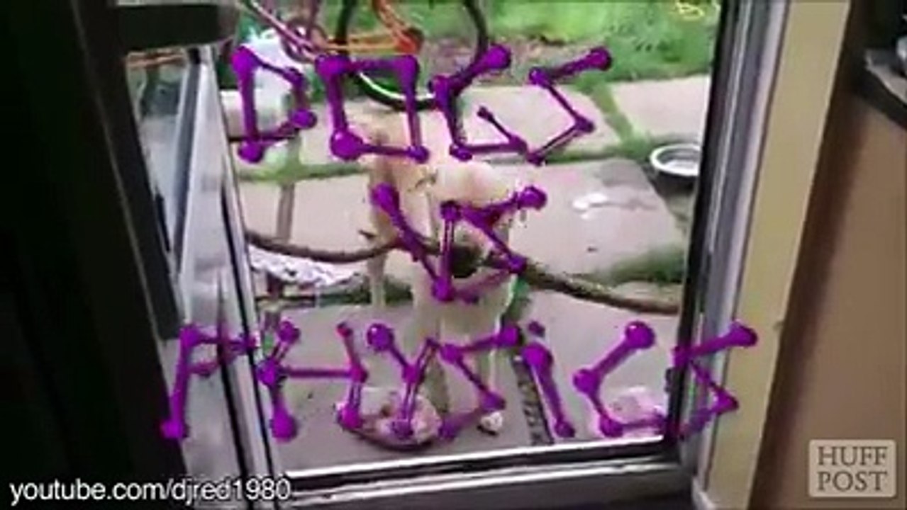 Funny Animal