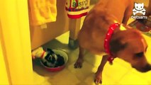Sneaky Puppy Stealing Food Like,... - Funny Animal Videos