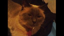 this is our cute pet cat doing what she dose best .