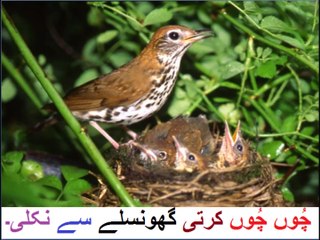 Urdu class 1 Lesson 43, Urdu Story ایک کرن