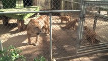 Lions cubs reunited with parents after California fires